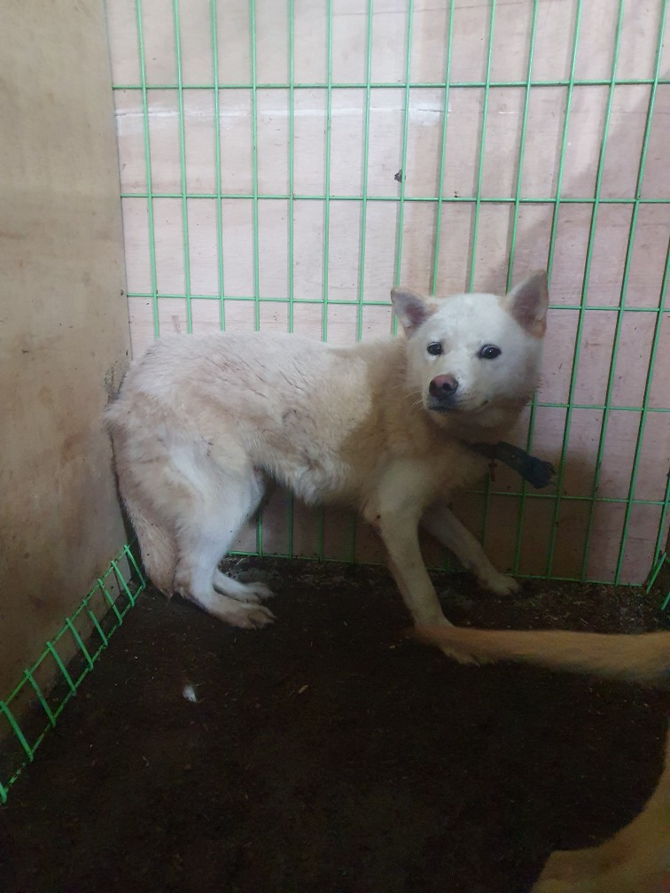 믹스견 이미지 파일 입니다.